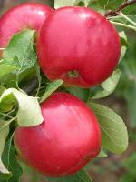 Redfree - Apple Varieties list a - z  